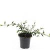 Cotoneaster lacteus Pot 1,5 liter