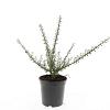 Cotoneaster microphyllus Pot 1,5 liter
