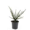 Cotoneaster m. 'Tanja' Pot 1,5 liter