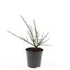 Cotoneaster m. 'Tanja' Pot 1,5 liter