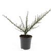 Cotoneaster m. 'Tanja' Pot 1,5 liter
