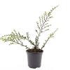 Cotoneaster nanshan 'Boer' Pot 1,5 liter