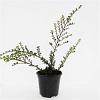 Cotoneaster nanshan 'Boer' Pot 1,5 liter