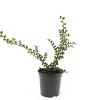Cotoneaster nanshan 'Boer' Pot 1,5 liter