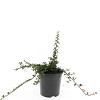 Cotoneaster pr. 'Queen of Carpets' Pot 1,5 liter