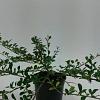 Cotoneaster radicans 'Eichholz' Pot 1,5 liter