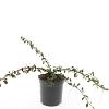 Cotoneaster radicans 'Eichholz' Pot 1,5 liter