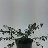 Cotoneaster radicans 'Eichholz' Pot 1,5 liter
