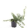 Cotoneaster radicans 'Rami' Pot 1,5 liter