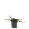 Cotoneaster radicans 'Rami' Pot 1,5 liter