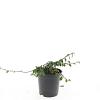 Cotoneaster radicans 'Rami' Pot 1,5 liter