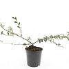 Cotoneaster sal. 'Gnom' Pot 1,5 liter
