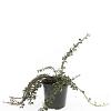 Cotoneaster sal. 'Green Carpet' Pot 1,5 liter
