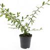 Cotoneaster sal. 'Herbstfeuer' Pot 1,5 liter