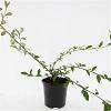 Cotoneaster sal. 'Herbstfeuer' Pot 1,5 liter