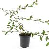 Cotoneaster sal. 'Herbstfeuer' Pot 1,5 liter