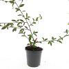 Cotoneaster sal. 'Herbstfeuer' Pot 1,5 liter