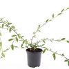 Cotoneaster sal. 'Herbstfeuer' Pot 1,5 liter