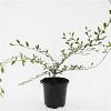 Cotoneaster sal. 'Parkteppich' Pot 1,5 liter