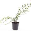Cotoneaster sal. 'Parkteppich' Pot 1,5 liter