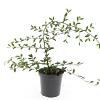Cotoneaster sal. 'Parkteppich' Pot 1,5 liter