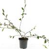 Cotoneaster sal. 'Parkteppich' Pot 1,5 liter