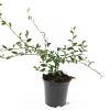 Cotoneaster sal. 'Parkteppich' Pot 1,5 liter