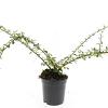 Cotoneaster suec. 'Skogholm' Pot 1,5 liter
