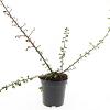 Cotoneaster suec. 'Skogholm' Pot 1,5 liter
