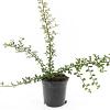Cotoneaster suec. 'Skogholm' Pot 1,5 liter