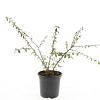 Cotoneaster suec. 'Skogholm' Pot 1,5 liter