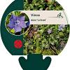 Vinca minor 'La Grave' Pot 9 cm