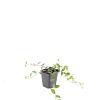 Vinca minor 'La Grave' Pot 9 cm