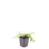Vinca minor 'La Grave' Pot 9 cm
