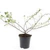 Escallonia 'Donard Seedling' Pot 1,5 liter