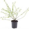 Escallonia 'Donard Seedling' Pot 1,5 liter