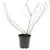 Escallonia 'Donard Seedling' Pot 1,5 liter
