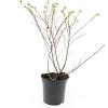 Escallonia 'Donard Seedling' Pot 1,5 liter
