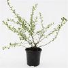 Escallonia 'Donard Seedling' Pot 1,5 liter
