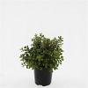 Escallonia 'Red Dream' Pot 1,5 liter