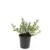 Escallonia 'Red Dream' Pot 1,5 liter