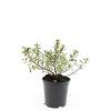 Escallonia 'Red Dream' Pot 1,5 liter