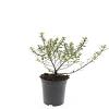 Escallonia 'Red Dream' Pot 1,5 liter