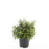 Escallonia 'Red Dream' Pot 1,5 liter