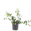 Euonymus fort. 'Dart's Blanket' Pot 1,5 liter