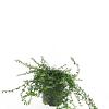 Euonymus fort. 'Minimus' Pot 1,5 liter