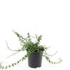 Euonymus fort. 'Minimus' Pot 1,5 liter
