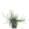 Euonymus fort. 'Minimus' Pot 1,5 liter