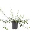 Euonymus fort. 'Tustin' Pot 1,5 liter