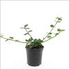 Euonymus fort. 'Vegetus' Pot 1,5 liter